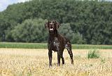 BRAQUE ALLEMAND 074